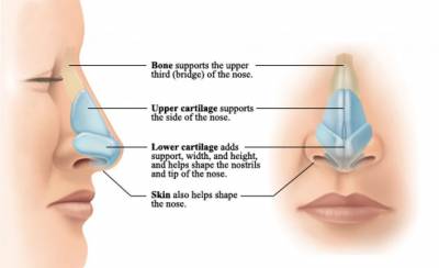 Techniques in Rhinoplasty